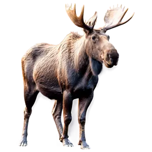 Moose At Dawn Png Qxp80 PNG image