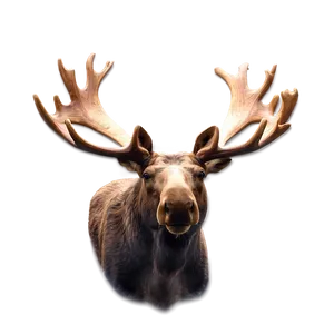 Moose Head Clipart PNG 06292024