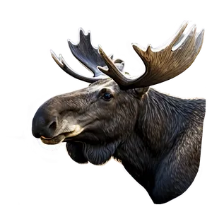 Moose Head In Nature Setting PNG 06292024 PNG