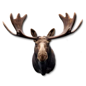 Moose Head In Nature Setting PNG 31 PNG