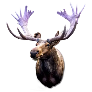 Moose Head Mount Png 05242024 PNG image