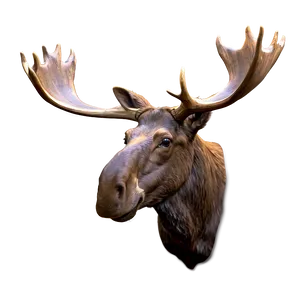 Moose Head Profile View PNG Gxv