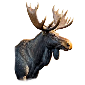 Moose Head Side Profile PNG 06292024