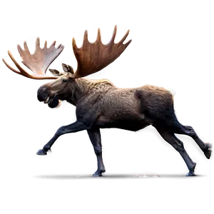 Moose In Alaska Png 27 PNG image