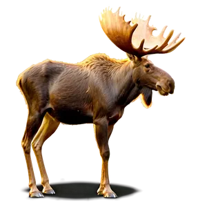 Moose In Golden Hour Png 6 PNG image