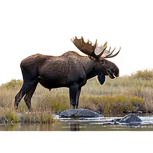 Moose In Rocky Landscape PNG 56 PNG