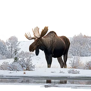 Moose In Snowy Habitat PNG Dxo84 PNG