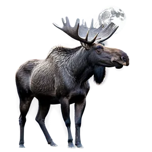 Moose In The Moonlight Png Vfo PNG image