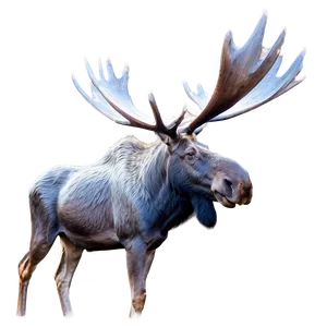 Moose In Thick Fog Png Wiu PNG image