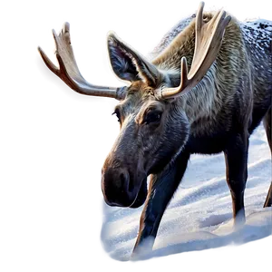 Moose In Winter Wonderland PNG 05242024