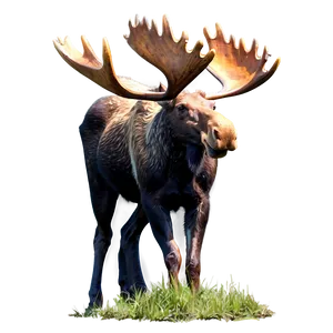 Moose Wildlife Photography PNG 33 PNG