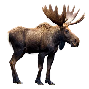 Moose Wildlife Photography Png 9 PNG image