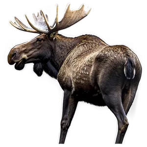 Moose Wildlife Photography PNG Hpp76 PNG