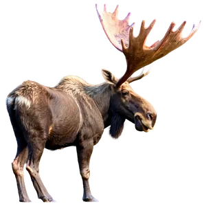 Moose Wildlife Photography Png Jcy17 PNG image