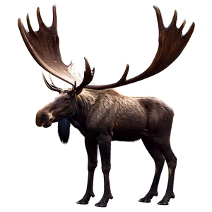 Moose With Large Antlers PNG Gbc15 PNG