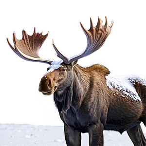 Moose With Snow-covered Antlers Png Hmp PNG image