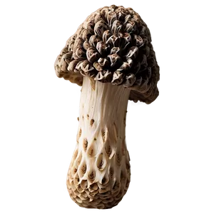 Morel Mushrooms PNG 05242024