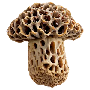 Morel Mushrooms Png Eit PNG image