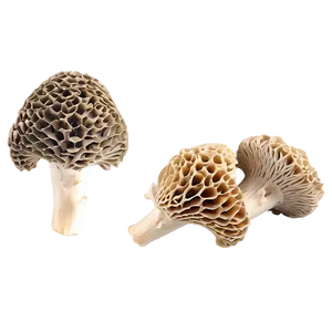 Morel Mushrooms PNG Fth