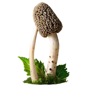 Morel Mushrooms PNG Uua