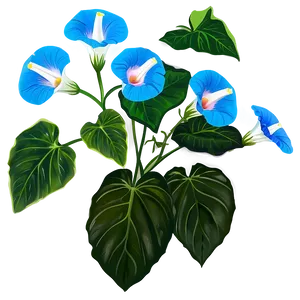 Morning Glory Flower Drawing PNG Cdh38 PNG