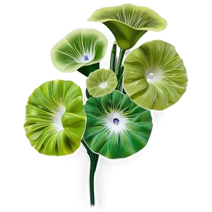 Morning Glory Flower Drawing PNG Mqs PNG