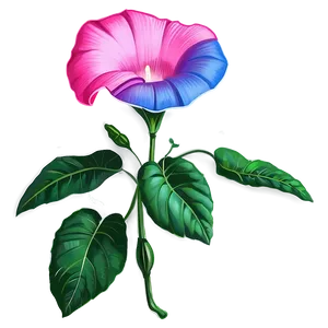 Morning Glory Flower Drawing PNG Prb28 PNG