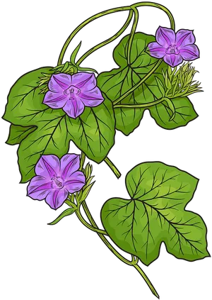 Morning Glory Flowers Illustration PNG image