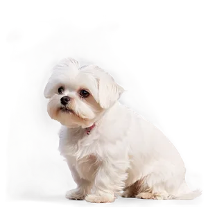 Morose Maltese Png 06292024 PNG image