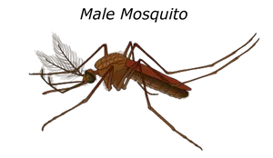 Mosquito Digital Artwork PNG image