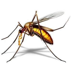Mosquito In Amber Png 05242024 PNG image
