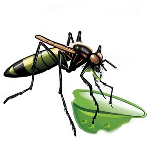 Mosquito Life Cycle Png Pej99 PNG image