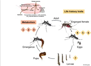 Mosquito Life Cycleand Metabolism PNG image