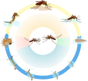 Mosquito_ Lifecycle_ Illustration.png PNG image