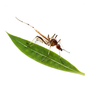 Mosquito On Leaf Png Gaq PNG image
