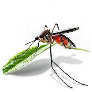 Mosquito On Leaf Png Ybf88 PNG image