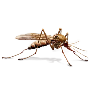 Mosquito On Skin Png 52 PNG image