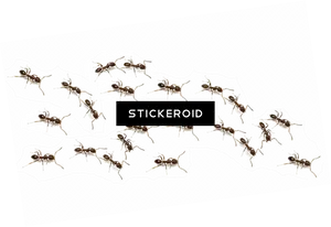 Mosquito Stickeroid Graphic PNG image