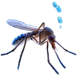 Mosquito Under Microscope Png 24 PNG image