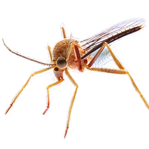 Mosquito Under Microscope Png 73 PNG image