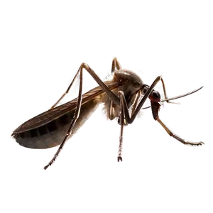 Mosquito With Transparent Background Png Ilb PNG image