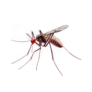 Mosquito With Transparent Background Png Xfy PNG image