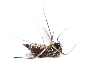 Mosquitoon Surface.png PNG image