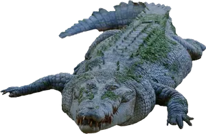 Moss Covered Crocodile PNG