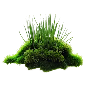 Moss Plant PNG 05032024