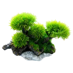 Moss Plant PNG 05032024