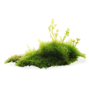 Moss Plant PNG Lim