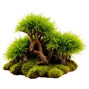 Moss Plants PNG 05042024
