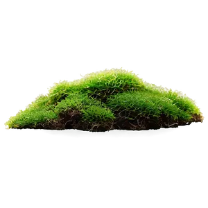 Moss Plants Png 05042024 PNG image