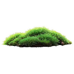 Moss Plants PNG Ory78